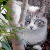 外で生きていたネコを保護→『本当に幸せなのか』と心配していたら…『素敵なビフォーアフター』に反響「リラックスしてる」「顔つきが全然違う」