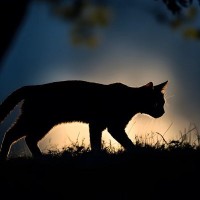 猫をモチーフにしている『妖怪』3選　それぞれの特徴や伝説をご紹介