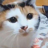 飼い主さんを常に『ロックオンする三毛猫』が可愛すぎる…元気いっぱいなお転婆ぶりに２万いいねの反響「一緒に遊びたくなる」「狙われたい」