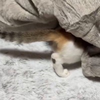 こたつの存在に気付いて『吸い込まれていった子猫』→中を確認すると…微笑ましすぎる瞬間に１万いいね「あったか〜いｗ」「知ってしまった」