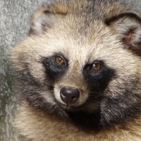 猫の『天敵』となっている動物4選　注意すべき理由や遭遇させないための対策