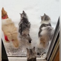雪が積もった日、猫たちが外で遊んだ結果→小さな足跡がついて…思わず癒される光景が62万再生「足跡を保存したい」「流石ノルウェージャン」