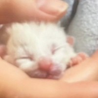 『真っ白な子猫を拾った』と思っていたら、だんだんと模様が出てきて…おとなになった結果→同じ猫とは思えない『まさかの変貌ぶり』に驚愕