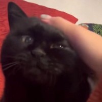 なでられて気持ちよさそうな黒猫→飼い主さんがなでるのを"やめる"と…かわいすぎる行動が16万再生「泣けるほどかわいい」「悶絶した」