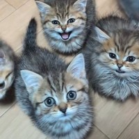 腹ペコの子猫たち→ごはんの時間が近づくと…反則級にかわいい『大合唱の光景』が174万再生「口が可愛すぎる」「全員食べたくなった」