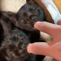指チュパが止まらない保護された双子の黒猫→『４年後』になると…すてきなビフォーアフターが12万再生「ひええ可愛すぎる」「立派に成長したね」
