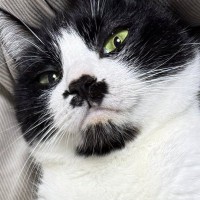 友達に『ネコのお腹が見たい』と言われて…ひっくり返してみた結果→予想外のリアクションに１万いいね「よかろう」「全員かわいい」