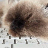 キーボードの上で熟睡していた猫ちゃん→入力されていた『文字』を見たら…思わず笑ってしまう瞬間に２万いいね「仕事のし過ぎだよｗ」「やっｗ」