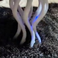 ぐねぐねと動くイカのおもちゃで『愛猫をマッサージ』してみた結果…微笑ましい光景に３万いいね「何か吸い取ってるように見えるｗ」「シュールｗ」