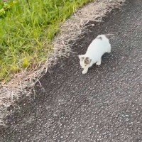 3日前から『鳴きながらさまよう子猫がいる』と情報が入り、探していると…涙せずにはいられない光景が255万表示「よく頑張った」「泣ける」