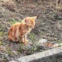生きるために虫を捕まえていた『ガリガリの子猫』→保護され、『優しい先住猫』と出会うと……「本当にありがとう」「幸せになるんだよ」