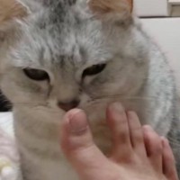 飼い主さんの『足のにおいを嗅いだ猫』が次の瞬間…想像以上に『臭そうなリアクション』が267万再生「目シパシパしてて笑う」「天国見えたｗ」