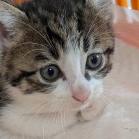 青い目だった『キトンブルーの幼い子猫』→少しずつ変化していって…素敵な『成長記録』に「なんとも可愛すぎる」「本当に美猫さん」と反響