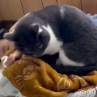 赤ちゃんの隣で一緒に寝たい猫→そっと近づいていき…尊さあふれる『添い寝の光景』が30万再生「完璧な気遣い」「めちゃくちゃかわいい」