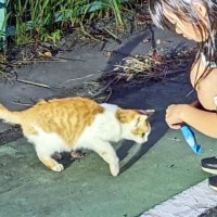 小さな命を守りながら生き抜いた『1匹の野良猫』→おうちに迎えられた結果…『泣ける光景』が10万再生「本当によかった」「号泣してしまった」