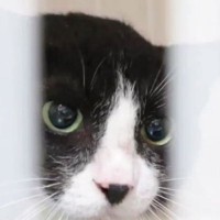 ずっと触れなかった『元野良猫』→1匹の猫との出会いで変わり始め…約３年後に訪れた『感動の瞬間』に「涙腺崩壊」「ジーンときた」と反響