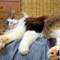 元ボス野良猫→大切にお世話した結果…想像以上に『まるで別猫のような様子』が19万再生「昔とは比べ物にならない…」「愛情のたまものだね」