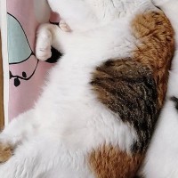 箱の中でぴったりと寄り添って眠っていた『姉妹ネコ』…尊すぎる『シンクロ寝』に癒される人続出「めっちゃ良い」「寝顔は秘密ｗ」