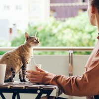 もしも猫が人間になったら『やりそうなこと』4つ　気まぐれな性格に振り回されるかも？