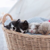 猫の『毛柄』が色とりどりな理由5つ　模様が分かれる原因から性格への影響まで