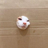 ネコは顔が通れば体も通るのか…穴をあけて検証してみると→想像以上にかわいすぎる展開が60万再生「手が生えたり顔が生えたりｗ」「笑った」