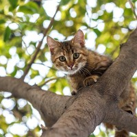 学生に大人気の「大学猫」、無事に高い木から救出される　英国