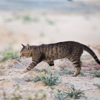 激戦地のアフガニスタンで、兵士の心を支えた猫　家族として米国へ