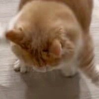 猫砂で遊んでいたネコ→突然びっくりして…アニメキャラのような『可愛すぎる驚き方』に「腹筋プルプルしたｗ」「よく撮れたねｗ」とSNSで反響