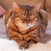 90年の時をへて、再び自宅に戻ってきた！　モネの「白い猫」　フランス