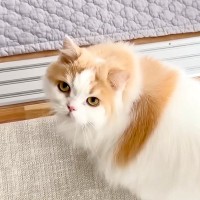 猫がずっとお世話していた弟犬→サロンに行ってしまった結果…心配で見せた『健気な反応』が12万再生「仲がいいモフモフ達だ」「絆を感じる」