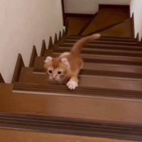 よちよちと階段をのぼっていた小さな子猫→『２年後の様子』を見ると…可愛すぎるビフォーアフターに反響「動きが全然違う」「楽しそうで可愛い」