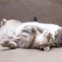 猫の間で『モテる猫』に共通する特徴4つ　人気になる理由や条件をご紹介