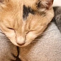 飼い主さんの膝の上で『くつろぎすぎたネコ』…まさかの体勢がすごすぎると２万いいね「20年近く暮らしてるけどされたことないｗ」「ぱぁー」
