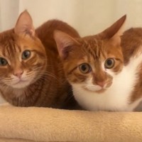 キャットタワーでくつろぐ兄弟猫に話しかけてみると…対照的な『リアクション』が可愛すぎると60万再生「たまらん」「癒された」