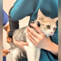 動物病院の診察台に乗る子猫→不安そうな表情を浮かべていて…予想をはるかに超える『放心状態』が13万再生「まさに固まってたね」「無の境地」