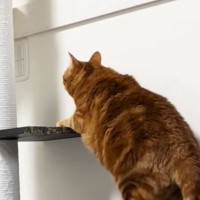 『運動音痴な茶トラ猫』がキャットタワーを登ろうとした結果…愛おしさ満載の『鈍臭い姿』に爆笑の声「よく頑張ったｗ」「ドキドキしたｗ」