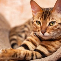猫の『ヒゲ』を切ることがNGな理由3つ　担っている重要な役割や与える悪影響も解説
