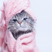 濡れている猫を『上手に乾かす方法』4選　時短に済ませるコツや工夫をご紹介