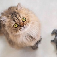 猫がみせる『気遣い・遠慮』をしているような行動5選　優しい素振りに隠された本音とは？