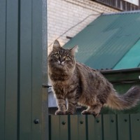 『麦わら猫』ってどんな猫なの？4つの主な特徴や性格の傾向などをご紹介