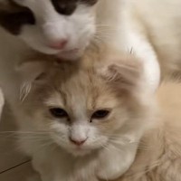 同居猫への愛が溢れすぎた猫→『毛づくろい』をした結果…まさかの光景に爆笑する人が続出「渾身のスタイリングｗ」「束感でててかわいい」