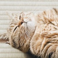 様子を見に行くと、たたみの上に『落ちていたネコ』…あまりにも幸せそうな『無防備すぎる格好』に３万いいね「いい落ち方ｗ」「白鳥に見えたｗ」