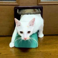 物を運ぶのが好きなネコ→部屋の外から何かを持ってきて…『どう見ても無理がある光景』に爆笑「熟練度マシマシｗｗ」「戻しちゃったｗｗ」