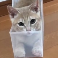 透明なケースの中に入っていた子猫→『イカ耳になった』かと思ったら、次の瞬間…まさかの展開が80万再生「びっくりした」「耳がすごいｗｗ」