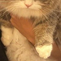 動物病院の先生に『太り過ぎ』と言われてしまったネコ…『衝撃の表情』に23万いいね「女の子になんてことを」「冬毛です、の顔ｗ」