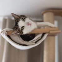 猫の寿命は『飼い方』に左右される？健やかに長く生きてもらうためにすべきこと6選