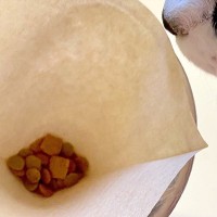 11匹のネコに朝ご飯をあげながら、コーヒーを淹れた結果→『まさかの事件』が128万表示「カリカリ珈琲」「お出汁のきいた一品になりそう」