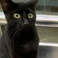 バス停にいつもいると思っていた『仲のいい黒猫』→思いもよらない『衝撃の事実』に10万いいね「なんということでしょうｗ」「笑った」＜海外＞