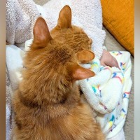 ２匹のネコに『ヒザの上争奪戦』をされた結果…絶対に動けない『まさかの状態』が250万表示「増量キャンペーン中ですか」「愛情がすごい」