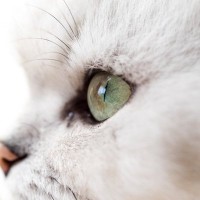 猫の目が『真ん中に寄る』ときに考えられる原因4つ　病院に連れて行くべき？視力に影響はある？